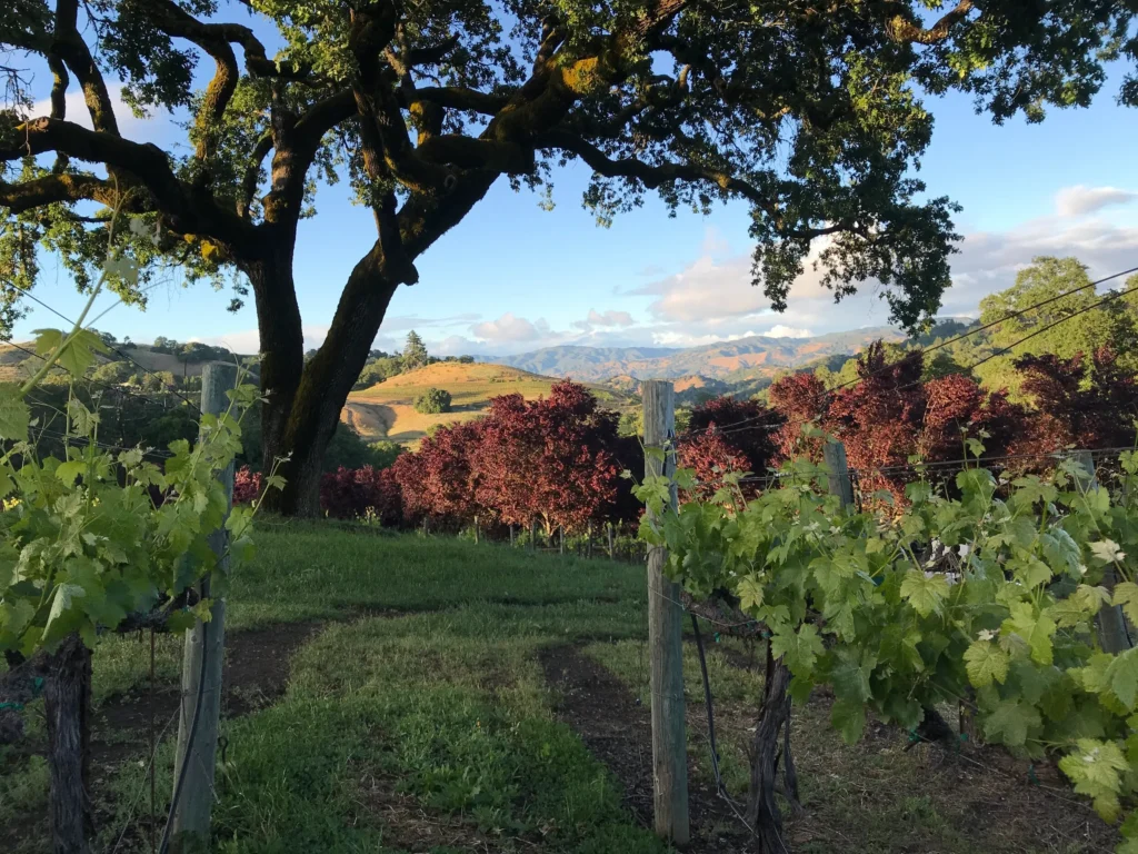 Majestic Oak Trees & Vineyards