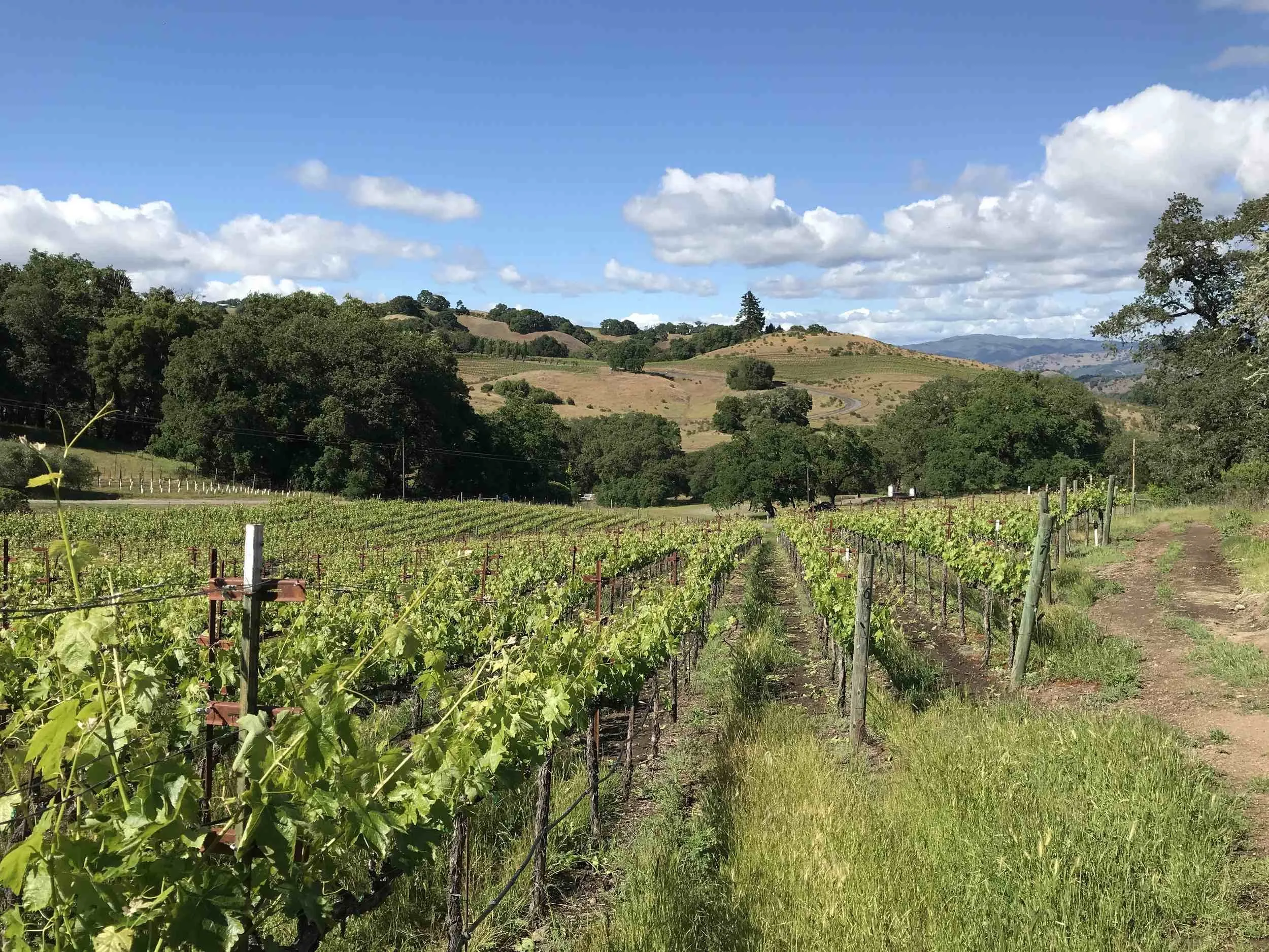 One of the many views of the vineyards