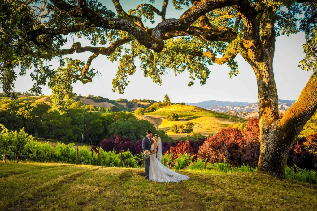 Golden Hours Under Oak Tree